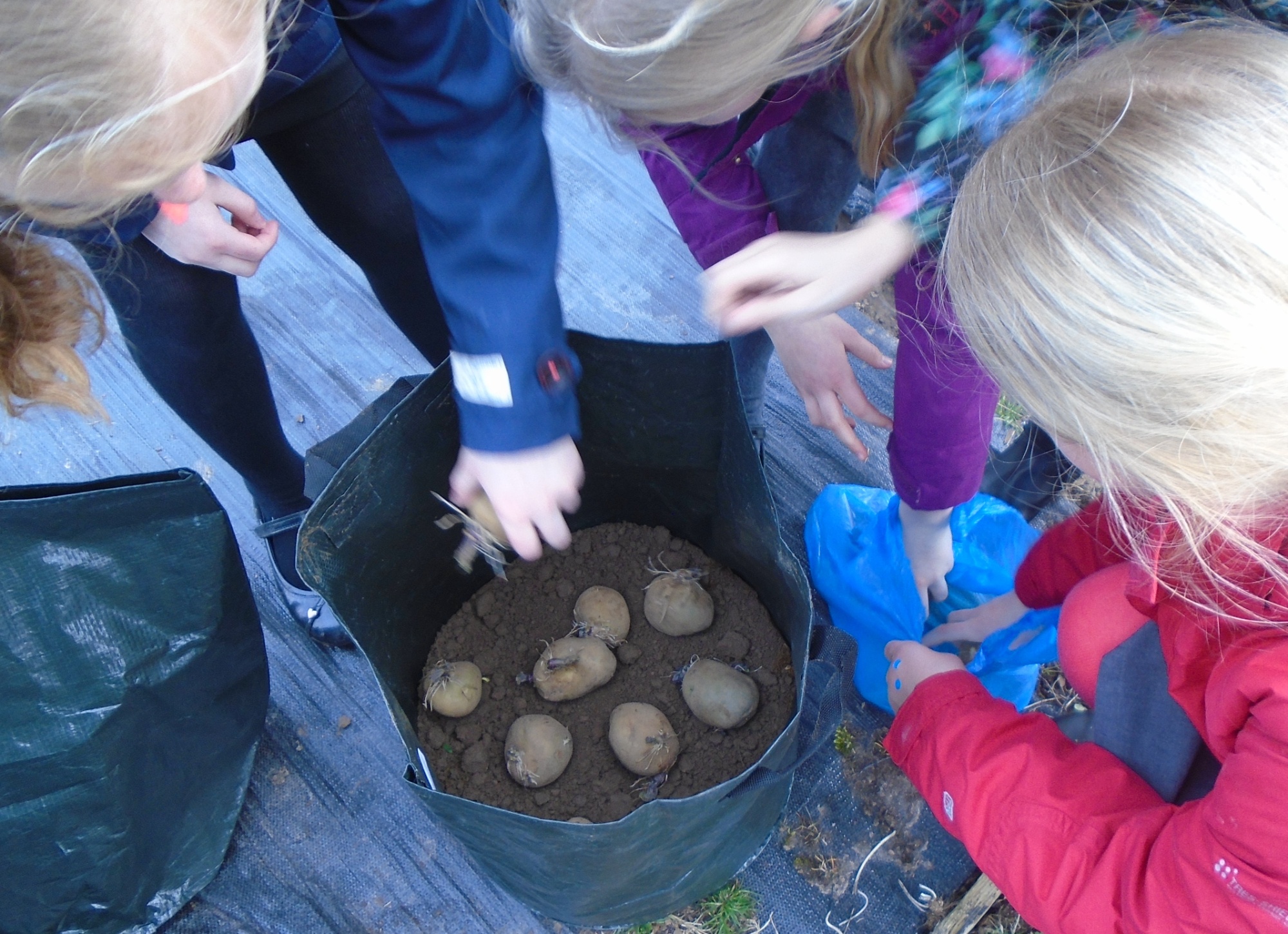 Children looking at potoes growing in a tub