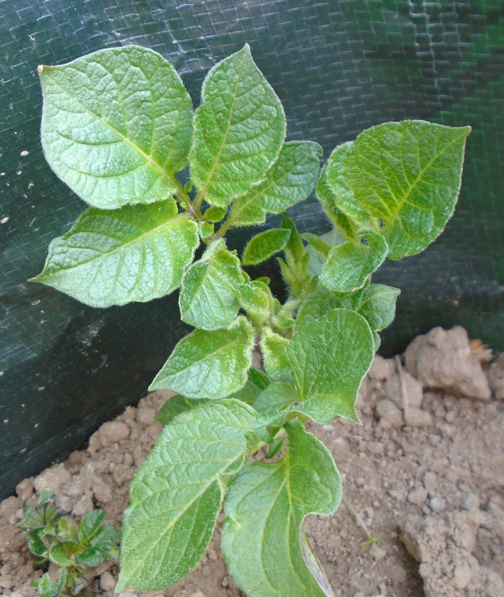 Plant