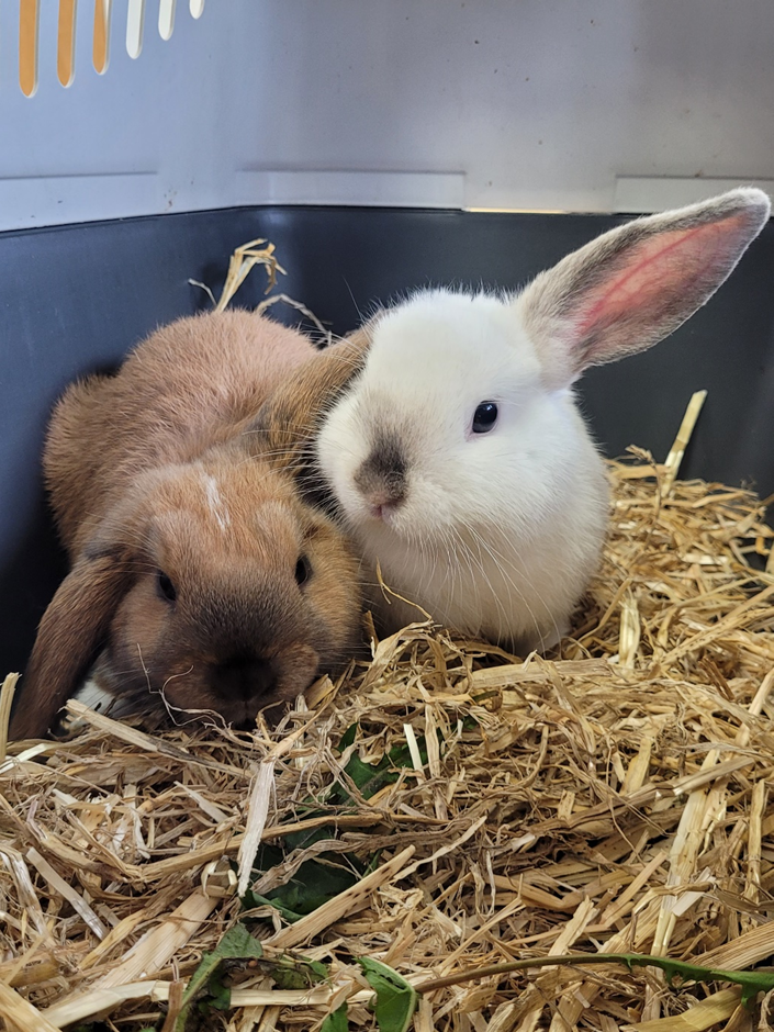 2 rabbits